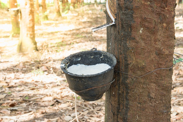 Tapping latex from a rubber tree