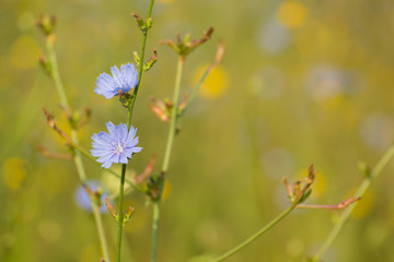 Close up of a blue wildflower with blurred background 