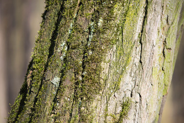 Baumrinde mit Moos