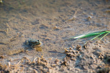 Frog in pond
