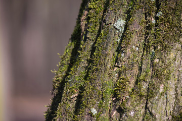 Baumrinde mit Moos