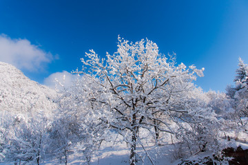 Fresh snow covered trees