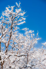 Fresh snow covered trees