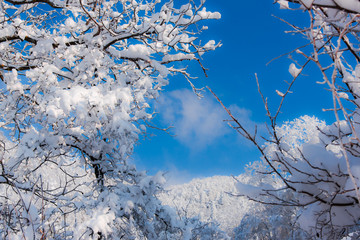 Fresh snow covered trees