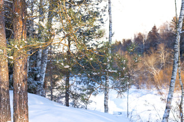 winter forest