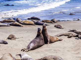 Sealions at the beach