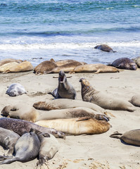 Sealions at the beach