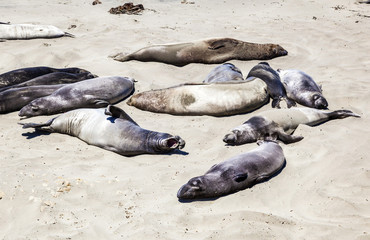 Sealions at the beach
