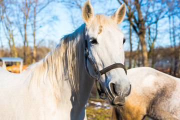 Obraz premium White horse