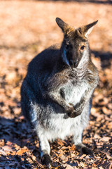 Little kangoroo