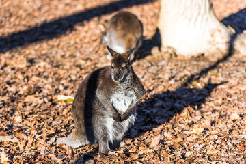 Little kangoroo