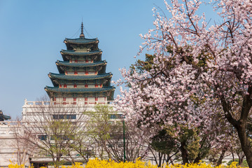 Naklejka premium Wiosenny kwiat wiśni lub sakura w Seulu w Korei Południowej