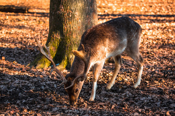 Beautiful deer in the forest