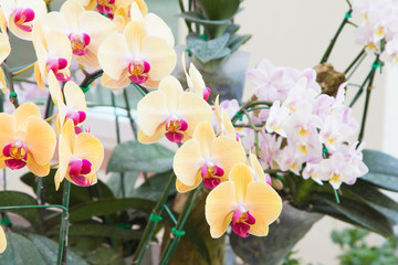 Fototapeta na wymiar Orchid in the garden natural beauty.