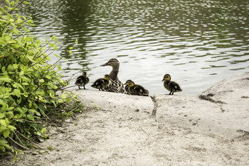 Duck with ducklings