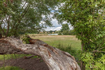 Fototapeta premium Weide an der Müritz
