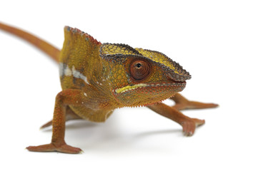 chameleon lizard isolated on white background