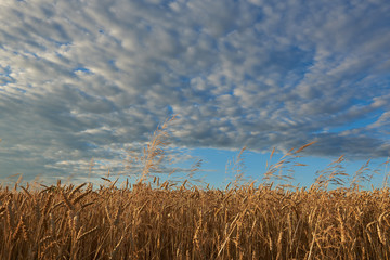 Pole pszenicy © barytek