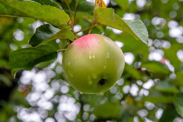 red and green apples on the branches 