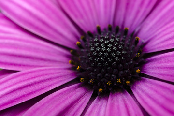 Close up beautiful flower