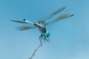 Blue Dasher XVI