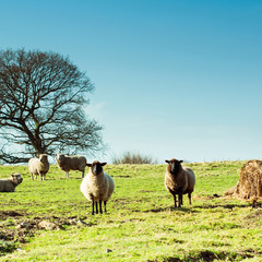 Sheep in the field looking forward, selective focus