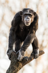 Chimpanzee XXVIII