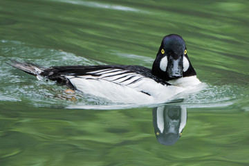 Common Goldeneye