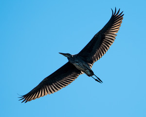 Great Blue Heron in Flight III