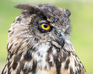 Eurasian Eagle Owl III