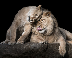 Fototapeta na wymiar Lion Siblings II