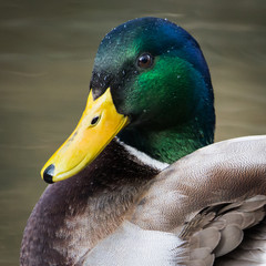 Mallard