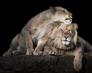 Fototapeta na wymiar Lion Siblings III