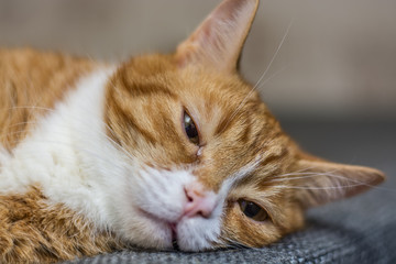 Portrait of a red cat lying on the sofa 