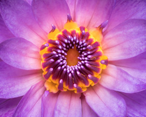 Obraz premium Purple Water Lily
