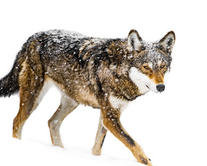 Red Wolf in Snow VII