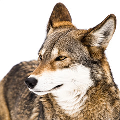 Fototapeta premium Red Wolf in Snow X