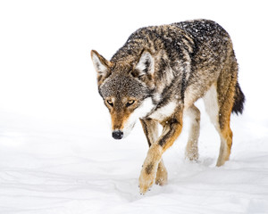 Obraz premium Red Wolf in Snow XII