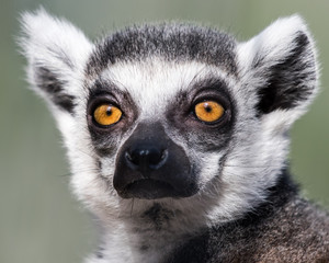 Ring-Tailed Lemur
