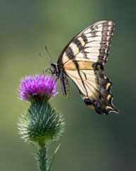 Tiger Swallowtail on Purple Thistle