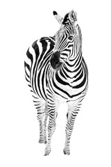 Fototapeta na wymiar Zebra in Snow VI