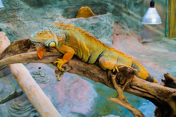 Beautiful colorful Iguana in the terrarium lying on a log