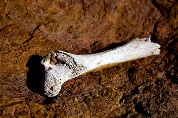 Dry bone in an arid desert