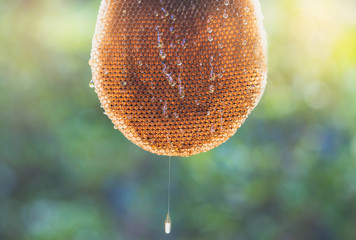 Fresh honey in comb. Honeycomb on green nature background.