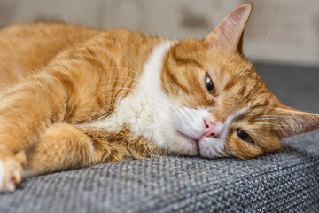 Portrait of a red cat lying on the sofa 