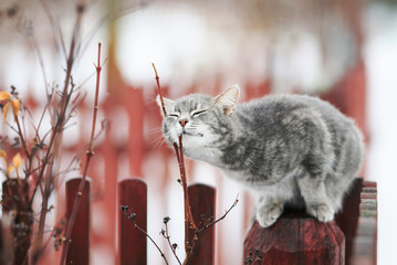 sweet tabby cat fondled on a branch in spring on a fence in the village