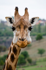 Fototapeta premium giraffe