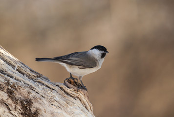 Marsh tit  (Poecile palustris)
