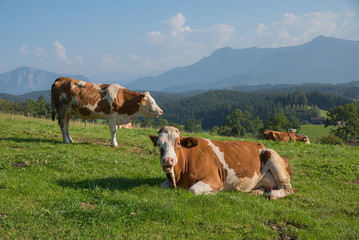 Fototapeta na wymiar Kühe auf der Weide im Alpenvorland