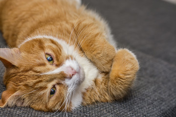 Portrait of a red cat lying on the sofa 